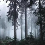جنگل افسانه ای برادران گریم