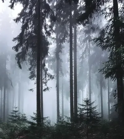جنگل افسانه ای برادران گریم
