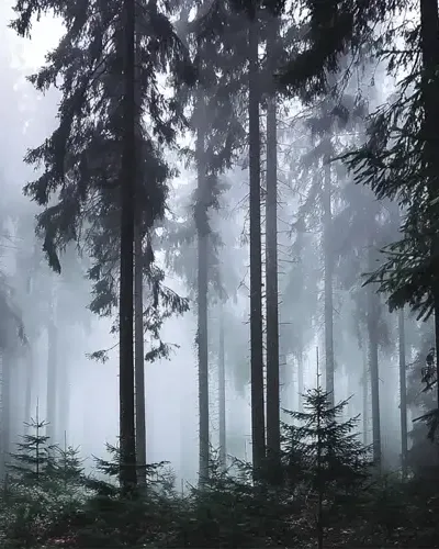 جادوی جنگل سیاه و برادران گریم 71 جنگل افسانه ای برادران گریم