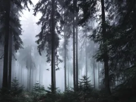 جنگل_افسانه‌ای